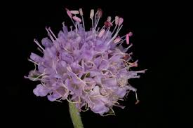 Attēlu rezultāti vaicājumam “Succisa pratensis”