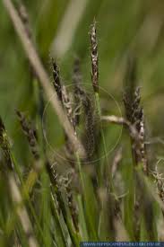 Attēlu rezultāti vaicājumam “Carex pulicaris”