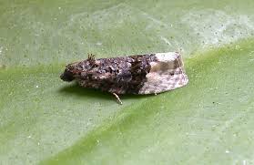 Attēlu rezultāti vaicājumam “Apotomis betuletana”