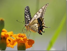 「憚木蝶左」の画像検索結果