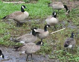 Image result for Branta canadensis