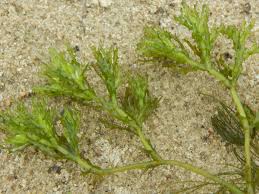 Attēlu rezultāti vaicājumam “Najadaceae”