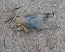 Image result for Leucoraja ocellata