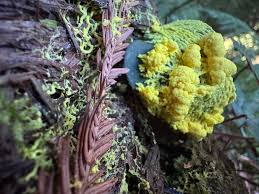 Attēlu rezultāti vaicājumam “Cribraria vulgaris macro”