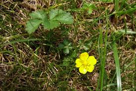 Attēlu rezultāti vaicājumam “Potentilla reptans”