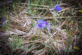 Image result for Centaurea cyanus
