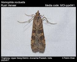 Attēlu rezultāti vaicājumam “Nomophila noctuella”