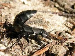 Billedresultat for rovbille