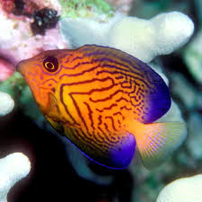 Image result for Ctenochaetus hawaiiensis