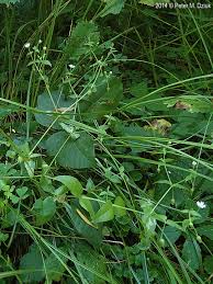 Attēlu rezultāti vaicājumam “Myosoton aquaticum”