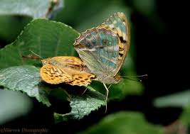 Attēlu rezultāti vaicājumam “Argynnis paphia pupa”