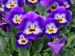 Image result for Viola cornuta