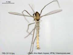 Attēlu rezultāti vaicājumam “Tanytarsus”