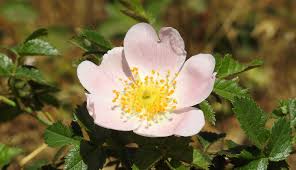 Attēlu rezultāti vaicājumam “Rosa subcanina”