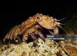 Image result for Scyllarides latus