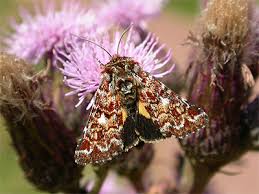 Attēlu rezultāti vaicājumam “Anarta myrtilli larva”