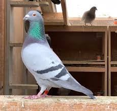 Image result for Abbeyton & Broomfield Racing Pigeons