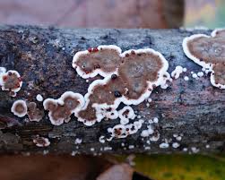 Attēlu rezultāti vaicājumam “Peniophora laurentii”