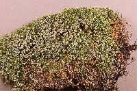 Attēlu rezultāti vaicājumam “Didymodon tophaceus”