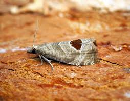 Attēlu rezultāti vaicājumam “Notocelia uddmanniana”