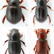 Attēlu rezultāti vaicājumam “Aphodius sp. imago”