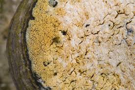 Attēlu rezultāti vaicājumam “Trechispora mollusca”