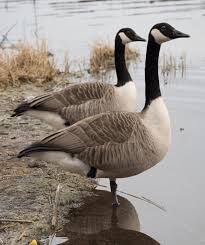 Attēlu rezultāti vaicājumam “Branta canadensis”
