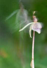 Attēlu rezultāti vaicājumam “Epipogium aphyllum”