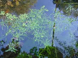 Attēlu rezultāti vaicājumam “Callitriche cophocarpa”