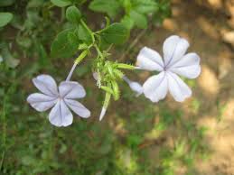Attēlu rezultāti vaicājumam “Plumbaginaceae”