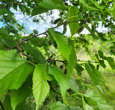 Attēlu rezultāti vaicājumam “Morus alba leaf”