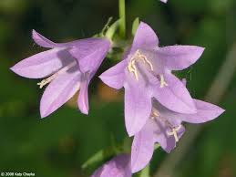 Attēlu rezultāti vaicājumam “Campanula rapunculoides flower”