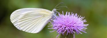 Attēlu rezultāti vaicājumam “Leptidea sinapis”