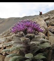 Attēlu rezultāti vaicājumam “Saussurea esthonica flower”