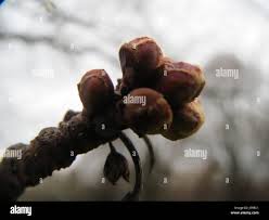 Attēlu rezultāti vaicājumam “Acer saccharinum bud”