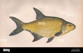 Image result for Abramis brama