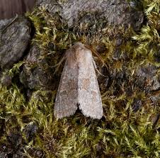 Attēlu rezultāti vaicājumam “Orthosia miniosa”