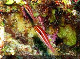 Image result for Sparisoma aurofrenatum