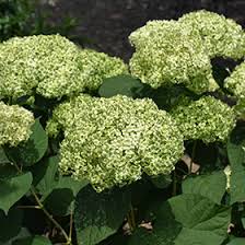 Attēlu rezultāti vaicājumam “Hydrangea arborescens subsp. discolor”