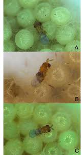 Attēlu rezultāti vaicājumam “Trichoptera egg mass”