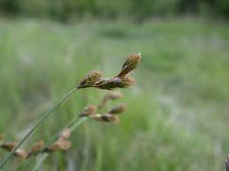 Attēlu rezultāti vaicājumam “Carex leporina”