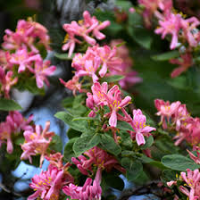 Attēlu rezultāti vaicājumam “Lonicera tatarica flower”
