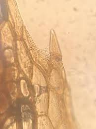 Attēlu rezultāti vaicājumam “Splachnum ampullaceum sporophyte”