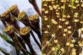 Attēlu rezultāti vaicājumam “Polytrichum commune var. perigoniale”