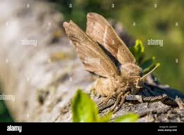 Attēlu rezultāti vaicājumam “Macrothylacia rubi”