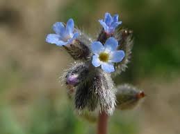 Attēlu rezultāti vaicājumam “Myosotis stricta”