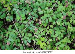 Attēlu rezultāti vaicājumam “Symphoricarpos x chenaultii”