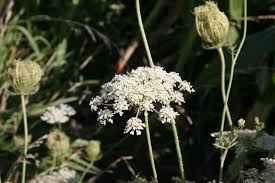 Image result for Daucus carota