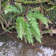 Attēlu rezultāti vaicājumam “Polystichum aculeatum”
