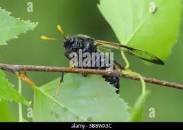 Attēlu rezultāti vaicājumam “Cimbex femoratus imago”